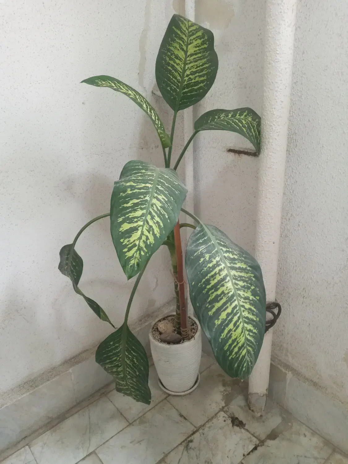 گل دیفن باخیا،سخره ای و گل کا غذی|گل و گیاه طبیعی|رشت, کوی مهر|دیوار