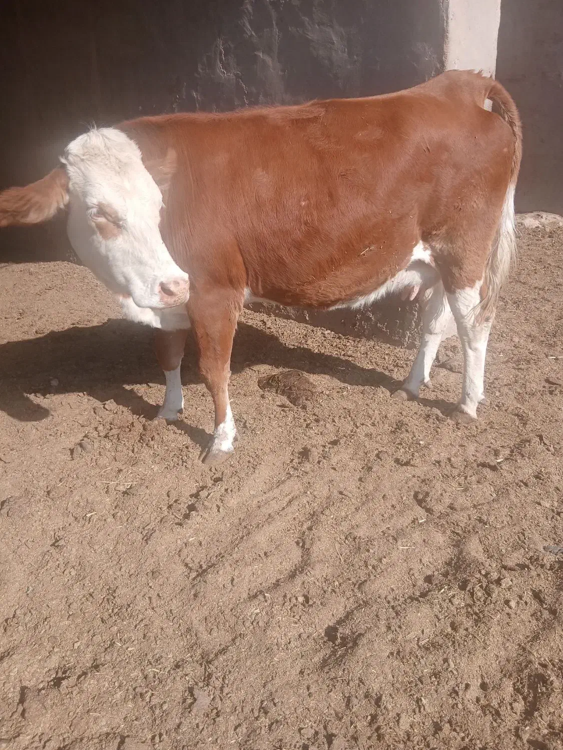 گاوشیری سیمنتال|حیوانات مزرعه|یزد, |دیوار