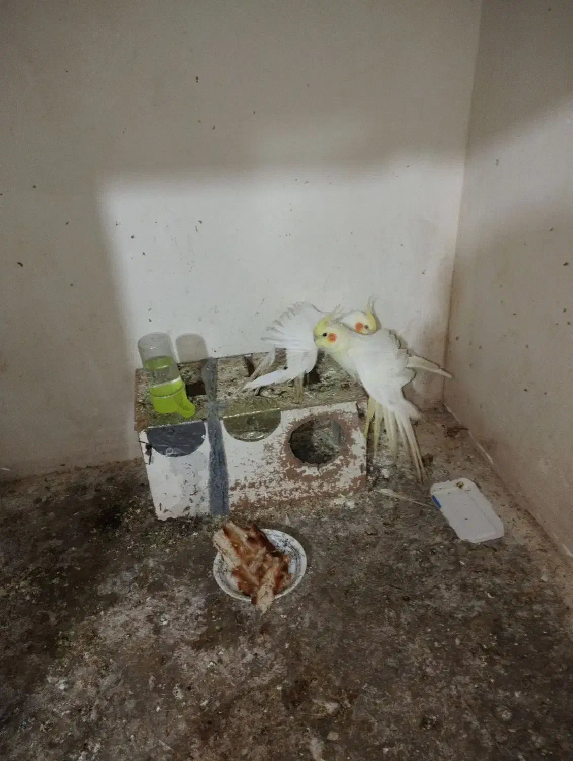 عروس هلندی|پرنده|کلاردشت, |دیوار