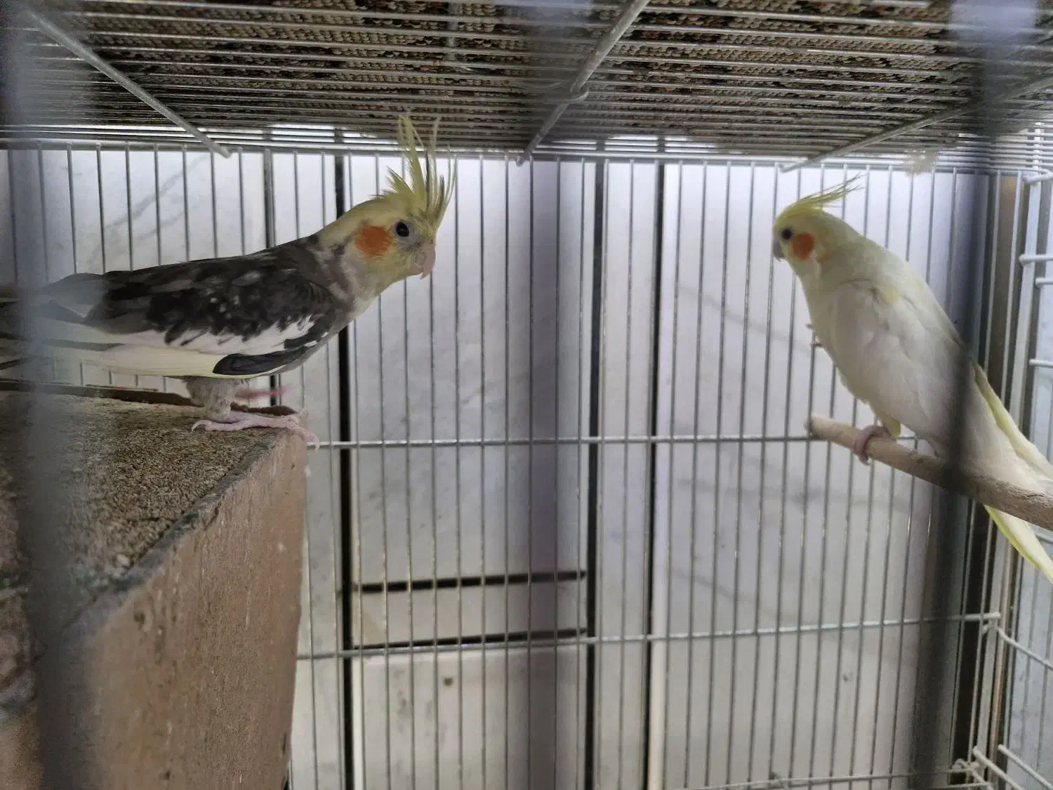 عروس هلندی مولد|پرنده|خمینیشهر, |دیوار