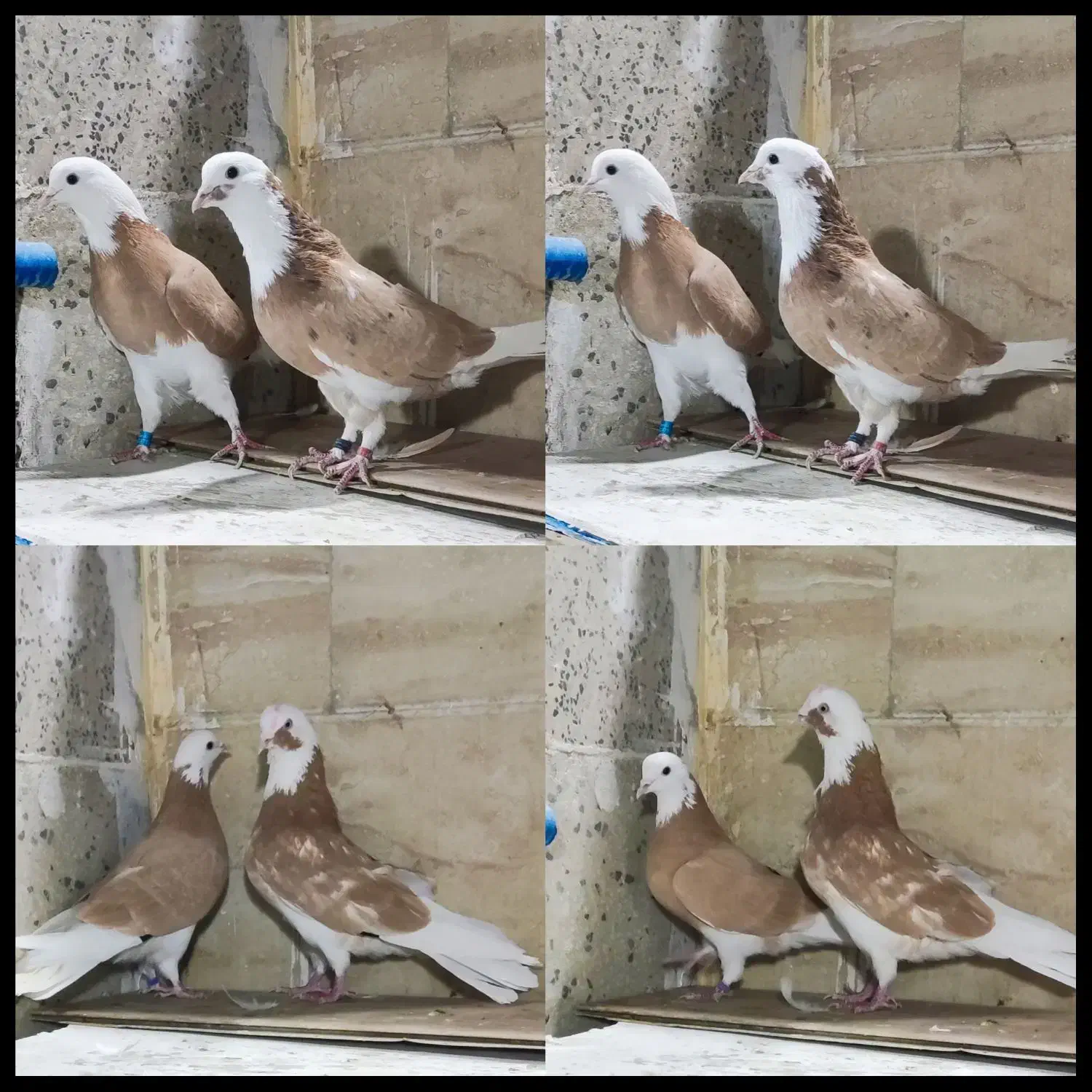 کفتر کبوتر شازده زرد اصیل تهران دماغ برداشته۲۰طوق|پرنده|تهران, دولاب|دیوار