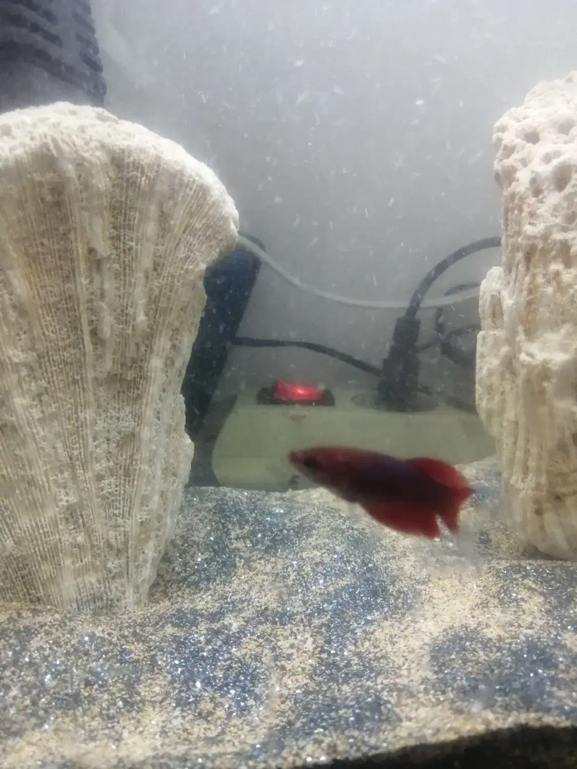 ماهی فایتر نر وماده شکم پر|ماهی|مشهد, نظام دوست|دیوار