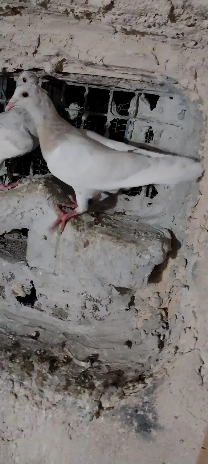 کفتر جوجه|پرنده|طرقبه, |دیوار