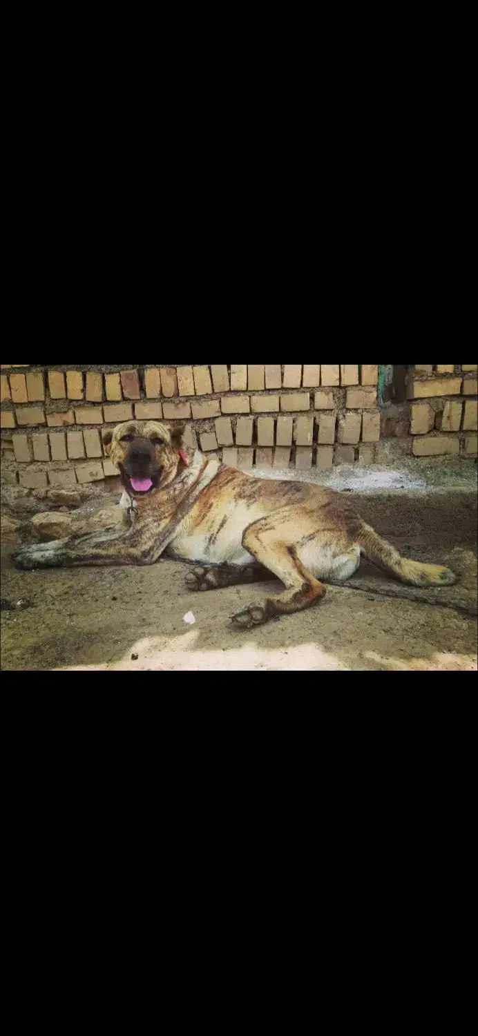 ماده رخ|سگ|کبودرآهنگ, |دیوار