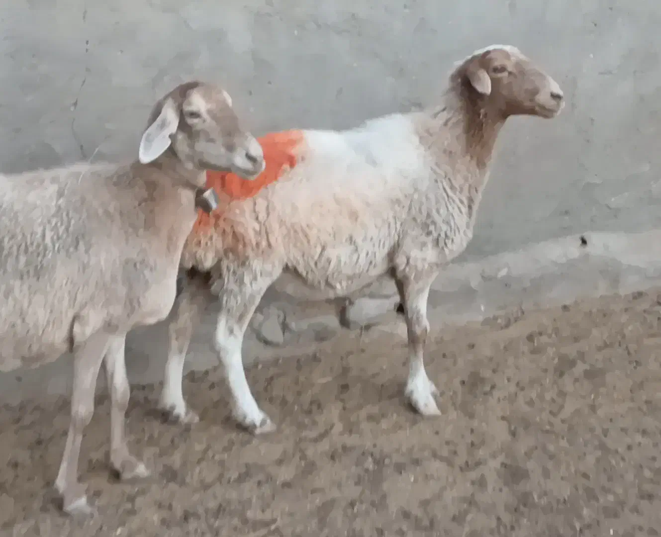 میش داشتی|حیوانات مزرعه|کاشمر, |دیوار