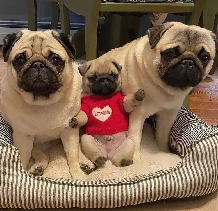 توله سگ پاگ|سگ|تهران, درکه|دیوار