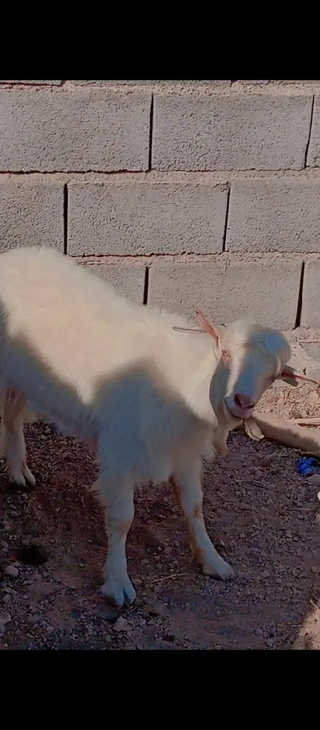 گوسفند|حیوانات مزرعه|شیراز, سیاه سنگ|دیوار