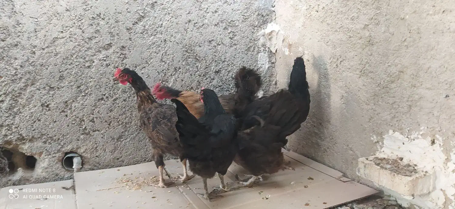 معامله با کبوتر شهرستان دشتی|پرنده|خورموج, |دیوار