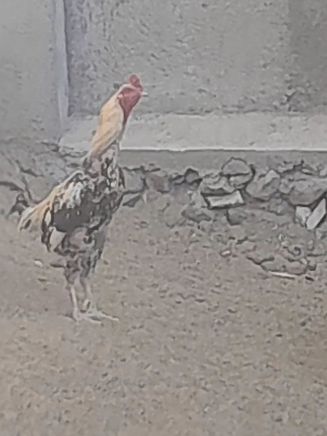 خروس لاری|حیوانات مزرعه|دلبران, |دیوار