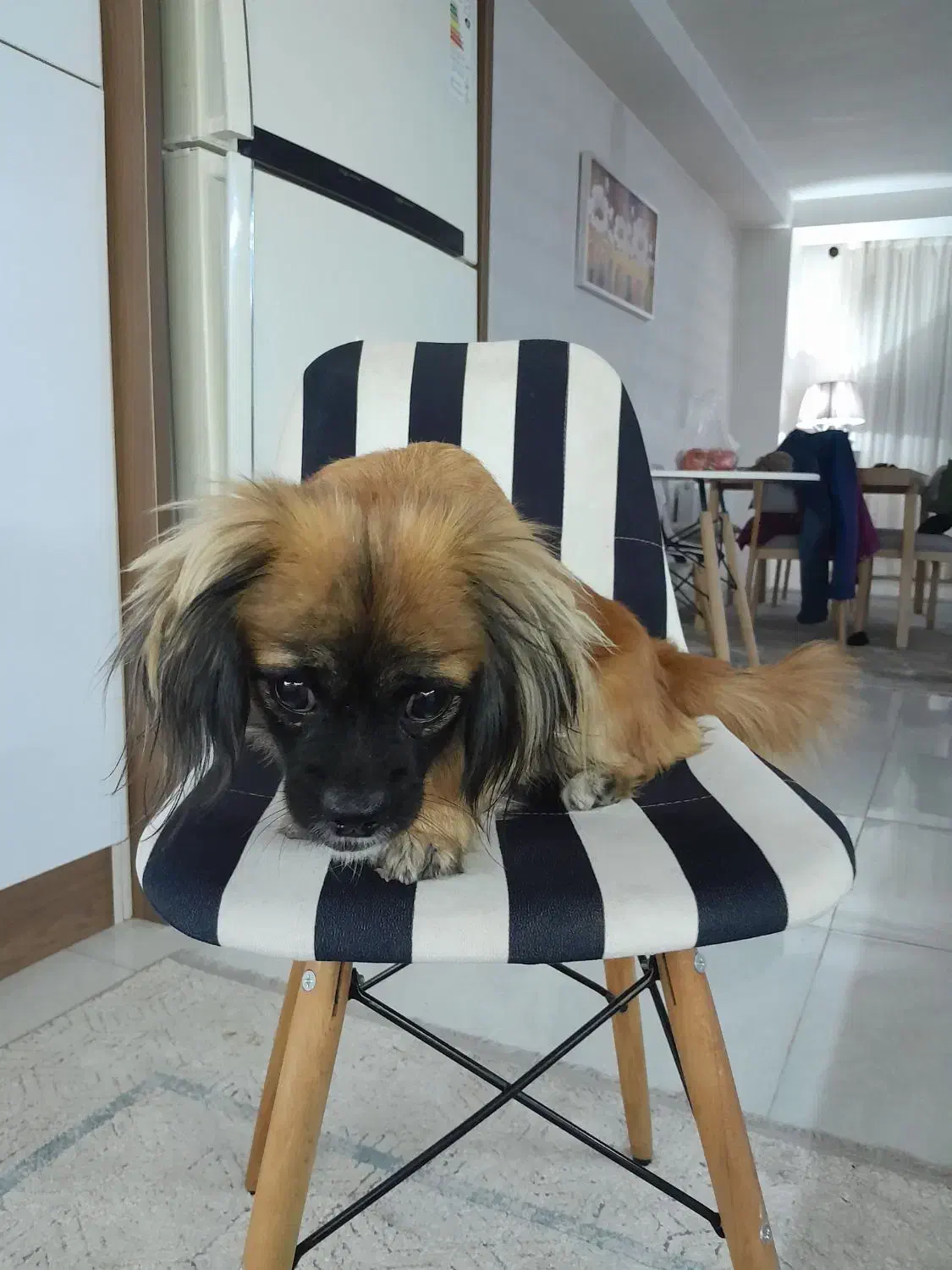 سگ تربیت شده|سگ|محمدشهر, محمدشهر|دیوار