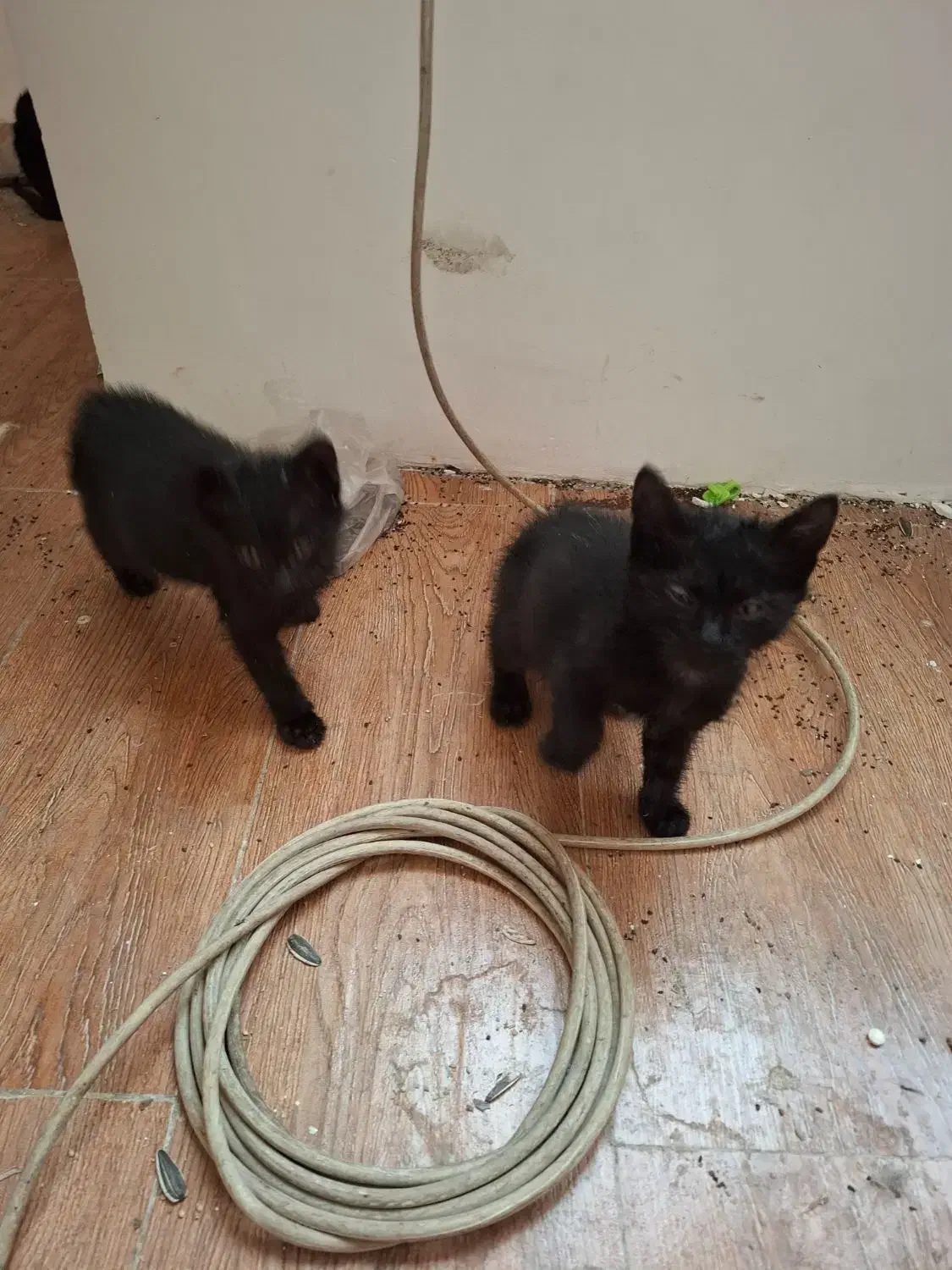 گربه|گربه|کرج, دهقان ویلا|دیوار