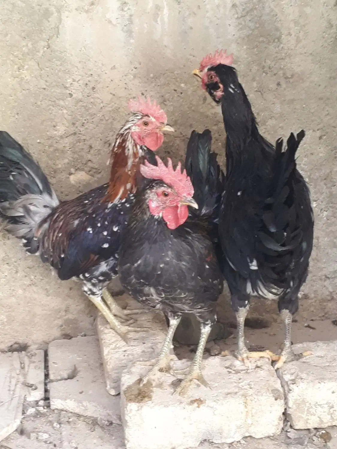 خروس گلین ۱۰ماهه جوان سالم واکسن خورده|حیوانات مزرعه|خمینیشهر, |دیوار