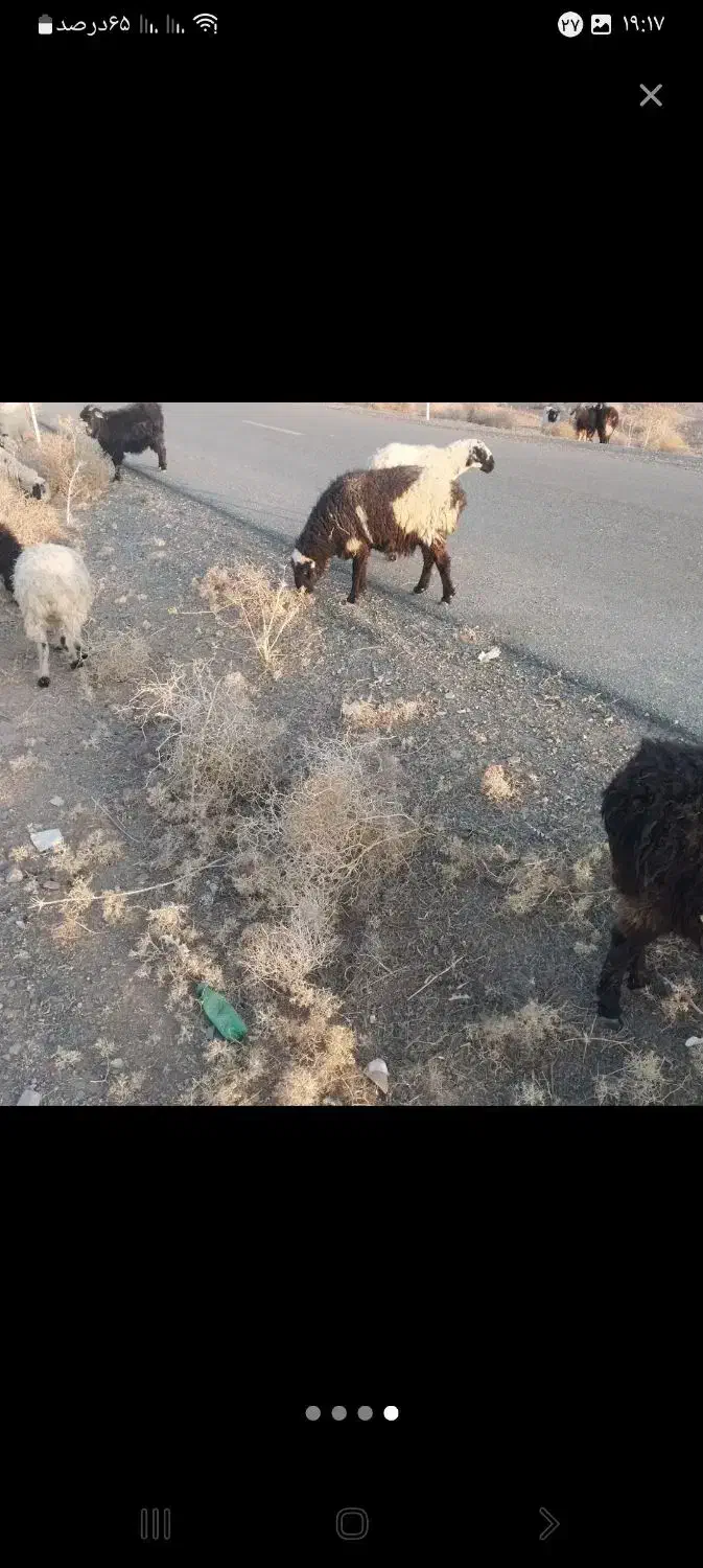 میش فروشی|حیوانات مزرعه|سربیشه, |دیوار