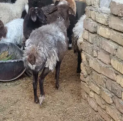 بره.میش ابستن غزل افشار|حیوانات مزرعه|کاشان, امام خمینی|دیوار