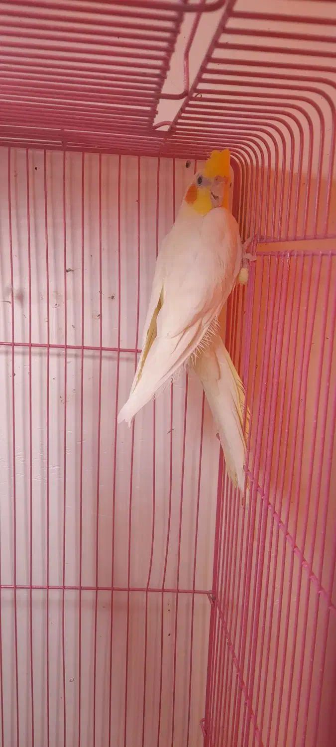 طوطی عروس باقفس|پرنده|رشت, سعدی (تختی)|دیوار