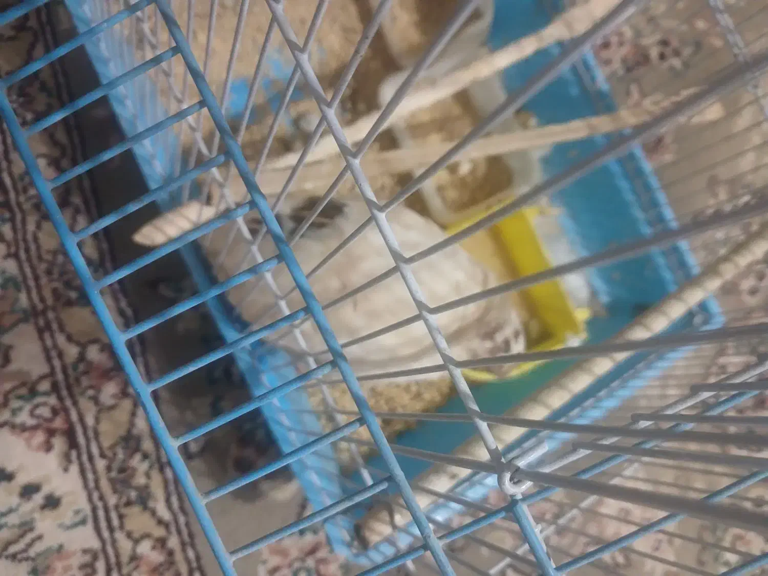 بلدرچین نر|پرنده|درمیان, |دیوار