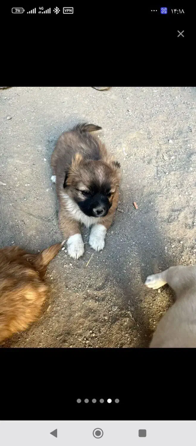 اشپیتز|سگ|اسدآباد, |دیوار