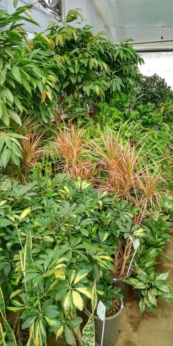 به آقا و خانم جهت کار و فروشندگی گلخانه نیازمندیم|استخدام خدمات فروشگاه و رستوران|کرمانشاه, |دیوار