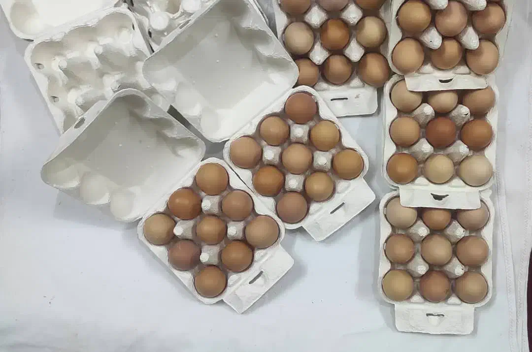 تخم مرغ محلی (تخم مرغ محلی زرده نارنجی)|خوردنی و آشامیدنی|قم, صدوق|دیوار