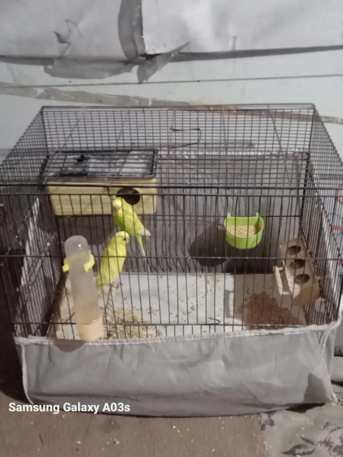 مرغ عشق|پرنده|رشت, حومه رشت|دیوار