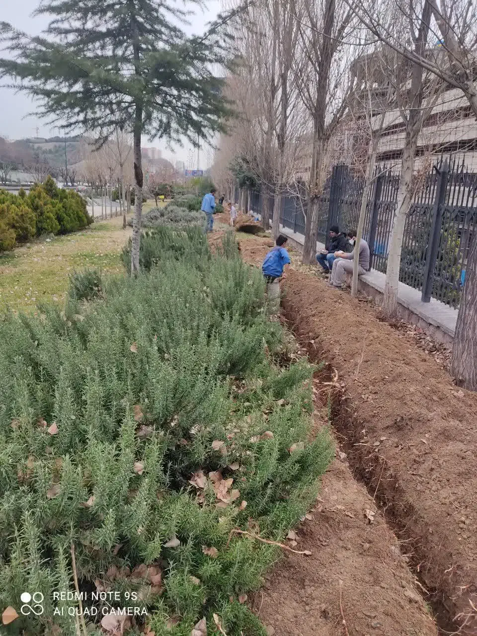 نگهداری فضای سبز ادارات،شرکتها،برج ها|خدمات باغبانی و درختکاری|تهران, گلستان (شهرک راه آهن)|دیوار
