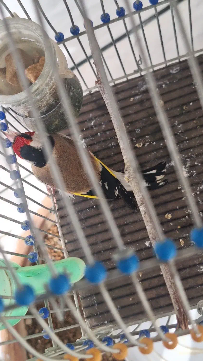 سهره شرور|حیوانات|دورود, |دیوار