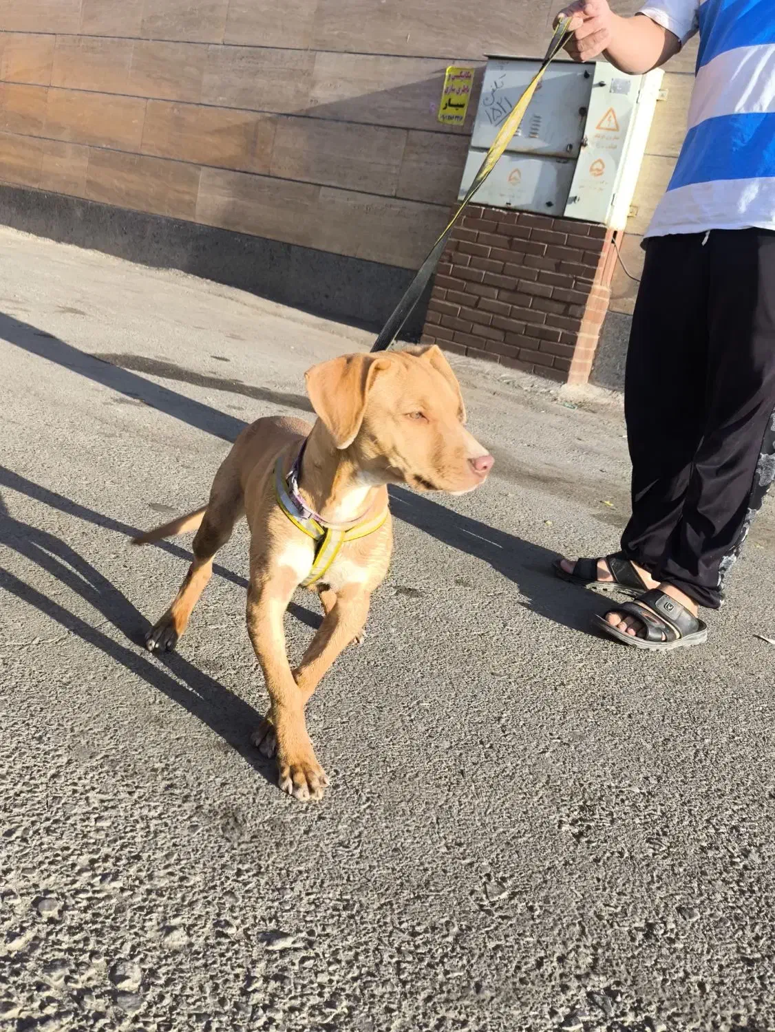 حیوان|سگ|سبزوار, امیر کبیر|دیوار