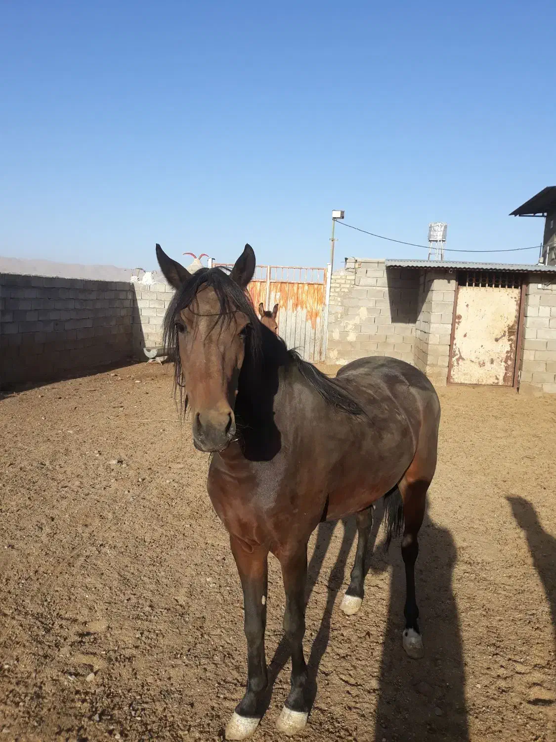 اسب.مادیون کرد|اسب و تجهیزات اسب‌سواری|قم, پردیسان|دیوار