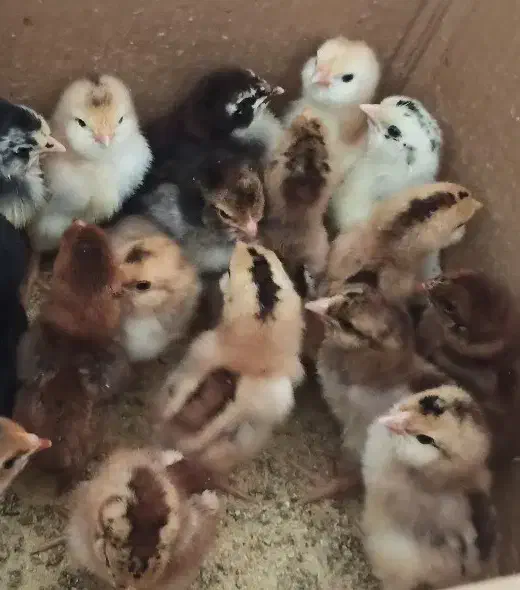 جوجه گلین سه روزه|حیوانات مزرعه|شاهینشهر, خانه کارگر|دیوار