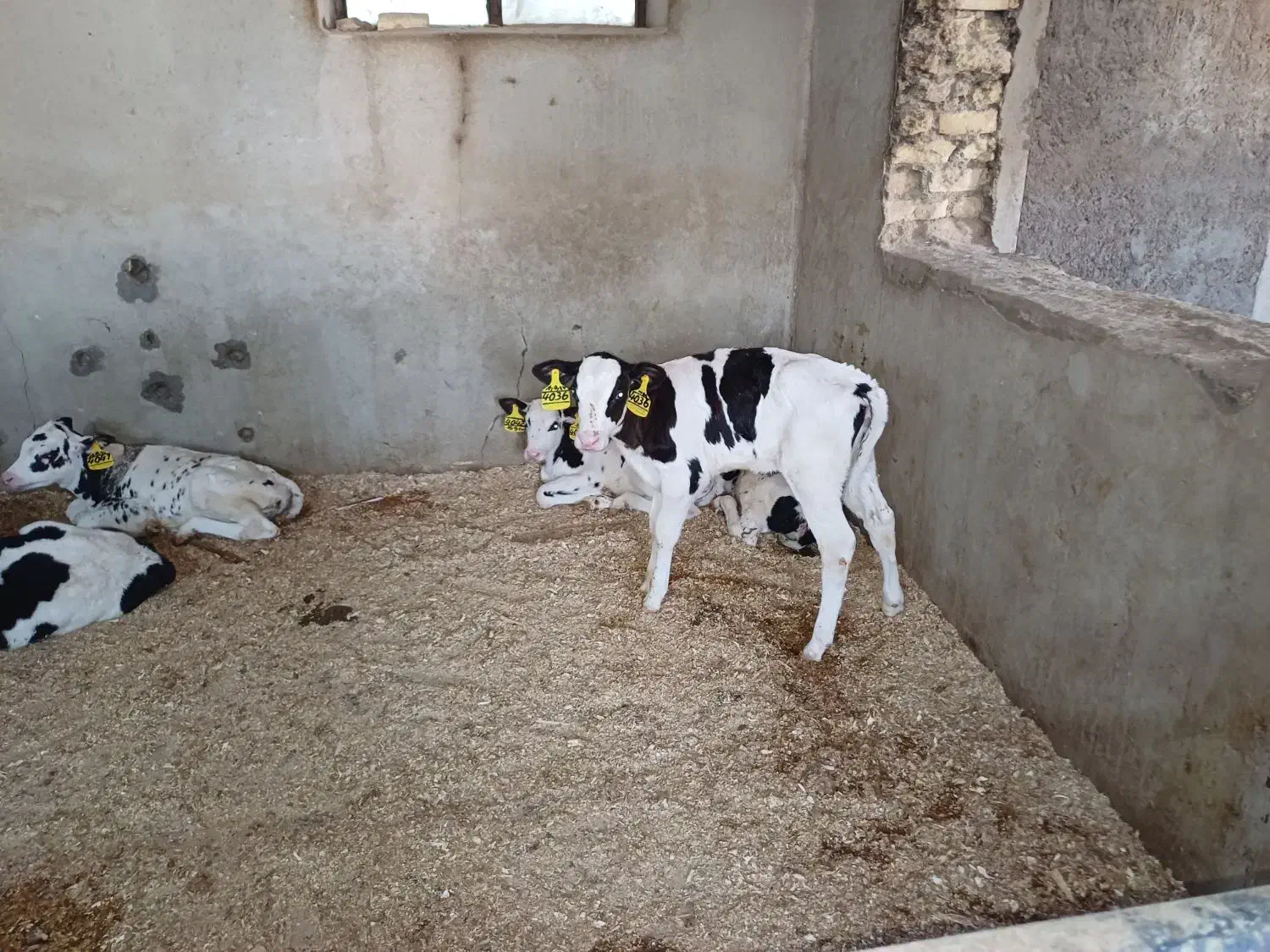 گاو گوساله تلیسه|حیوانات مزرعه|اصفهان, قهجاورستان|دیوار