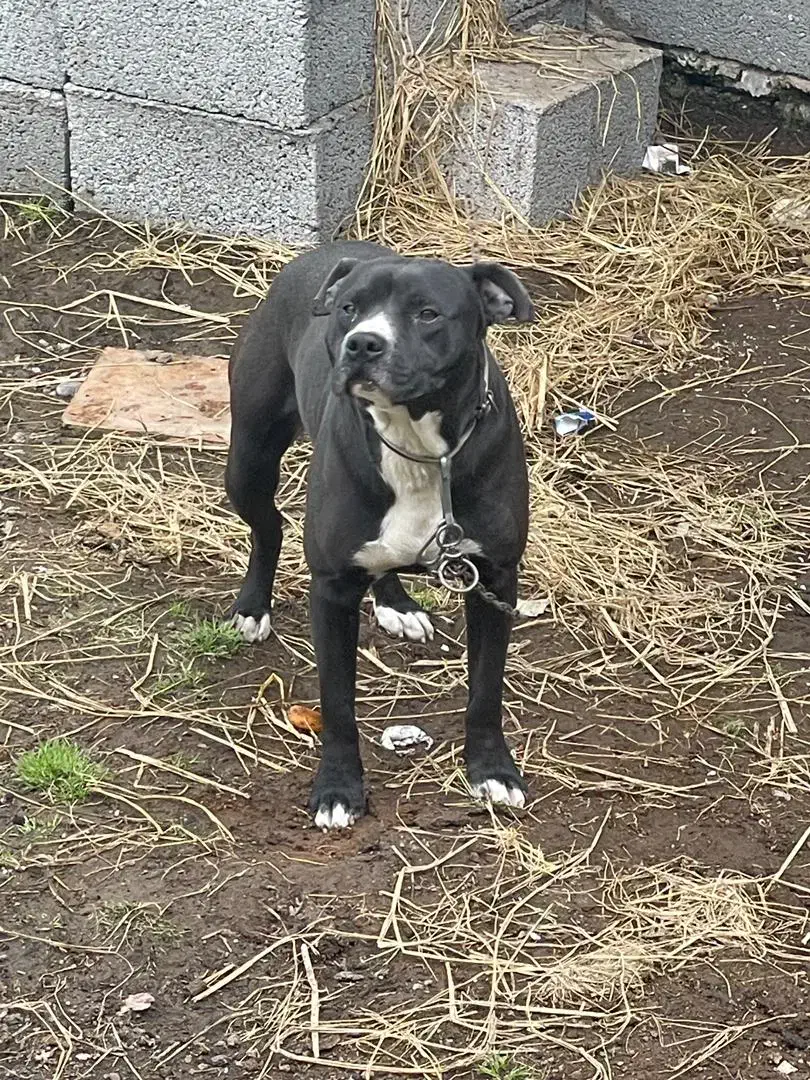 سگ پیتبول مشکی نر گمشده|حیوانات|آستانه اشرفیه, |دیوار