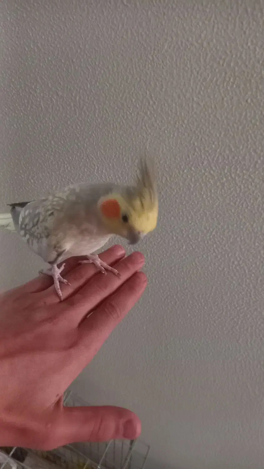 عروس هلندی|پرنده|شاهینشهر, گرگاب|دیوار