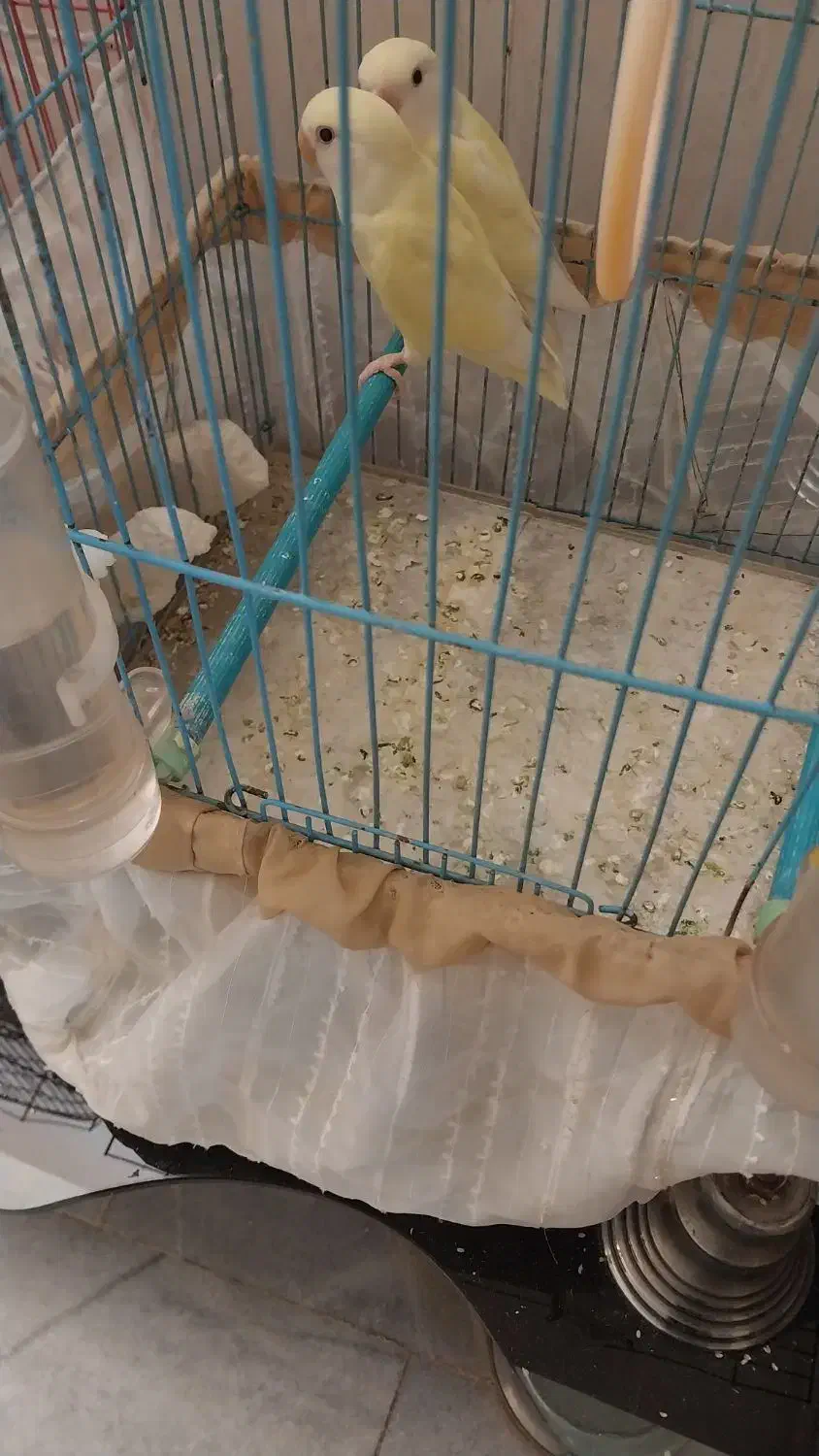 دوتا کوتوله ماده آن ۸ماه سن|پرنده|امیرآباد, |دیوار