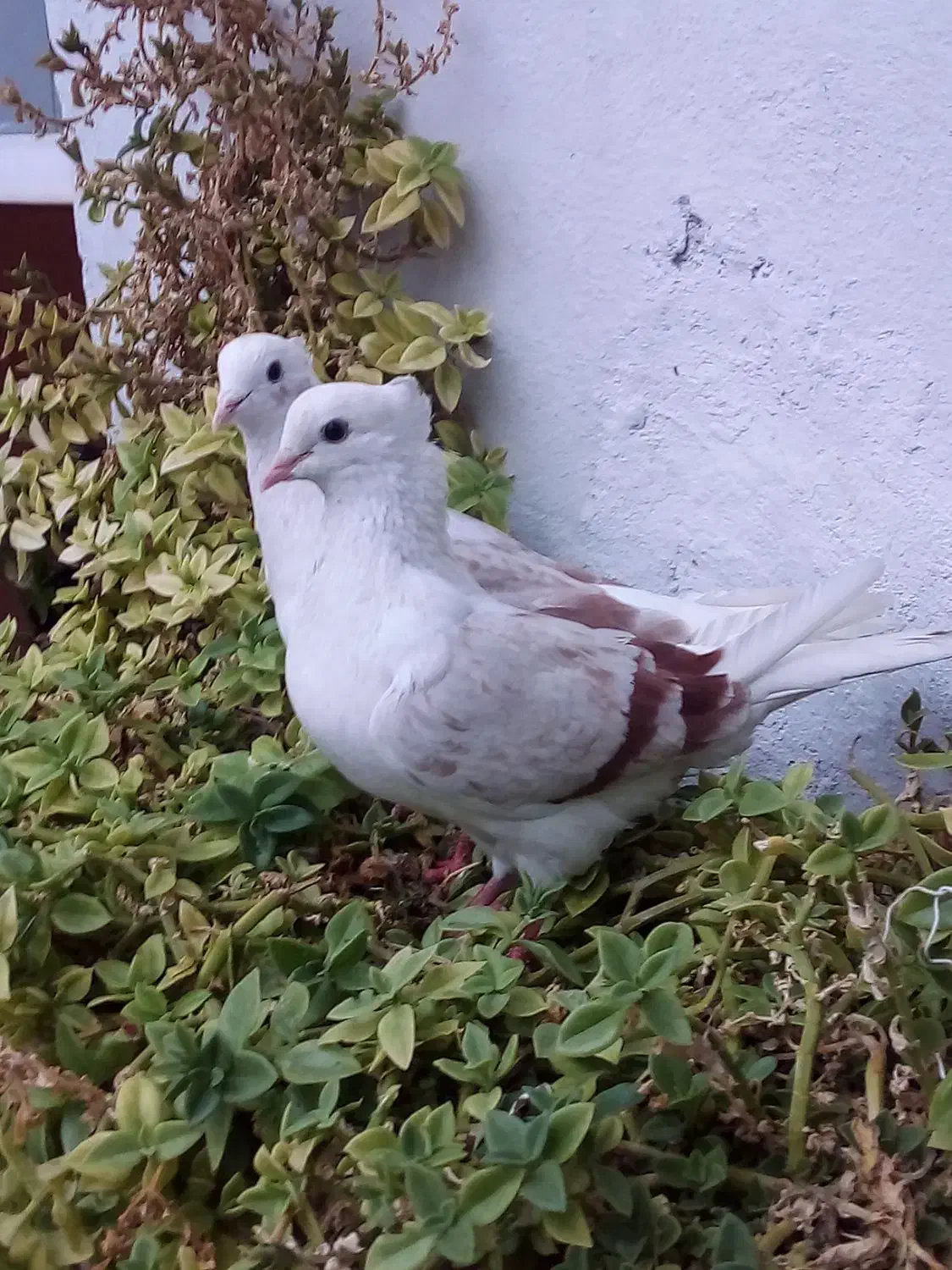 یک جفت گردار|پرنده|چگنی, |دیوار