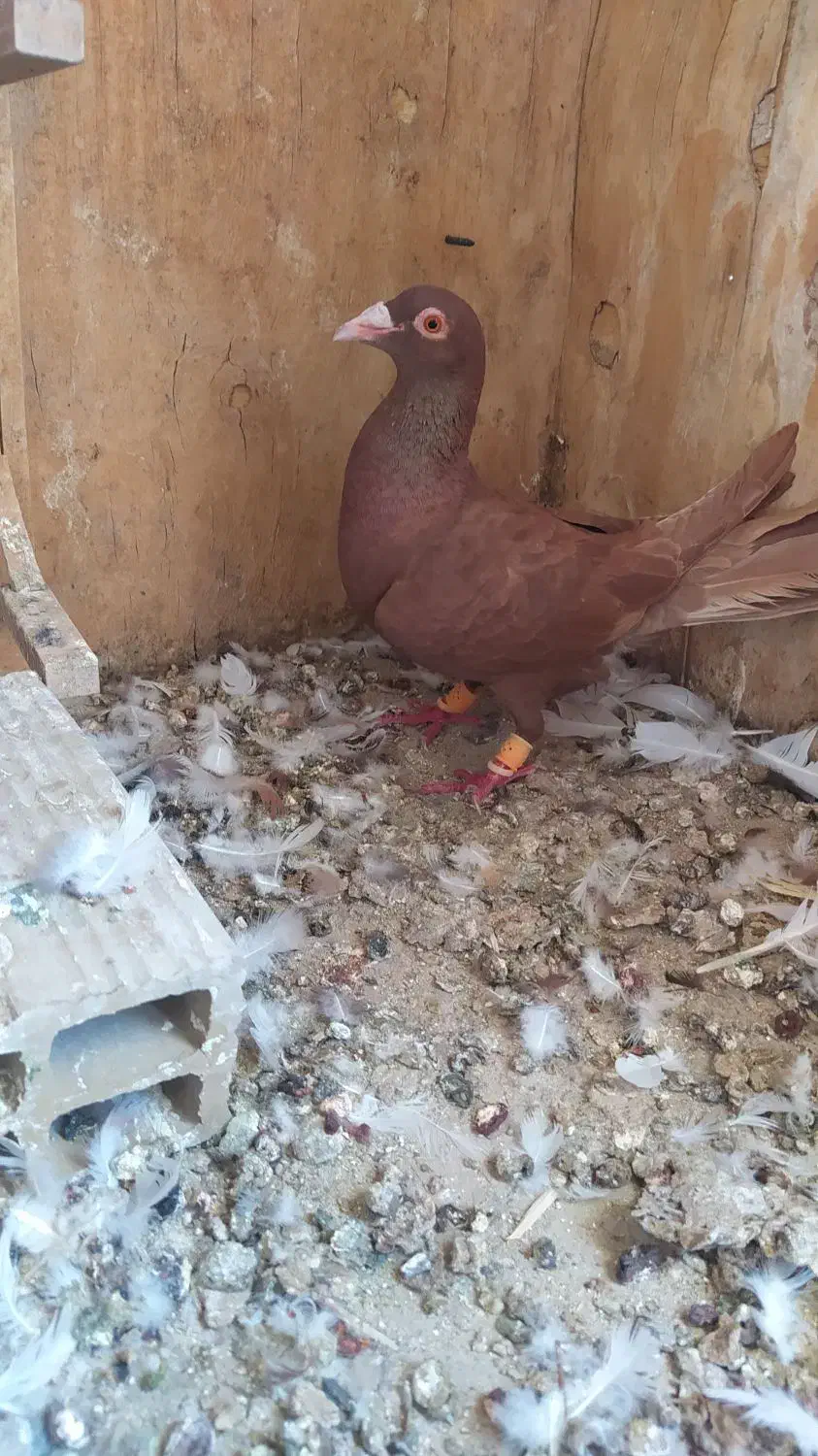 سرخ ماده|پرنده|الوند, |دیوار