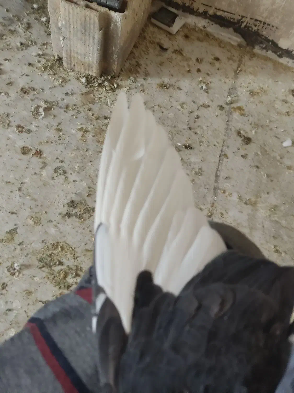 کبوتر|پرنده|یزد, |دیوار