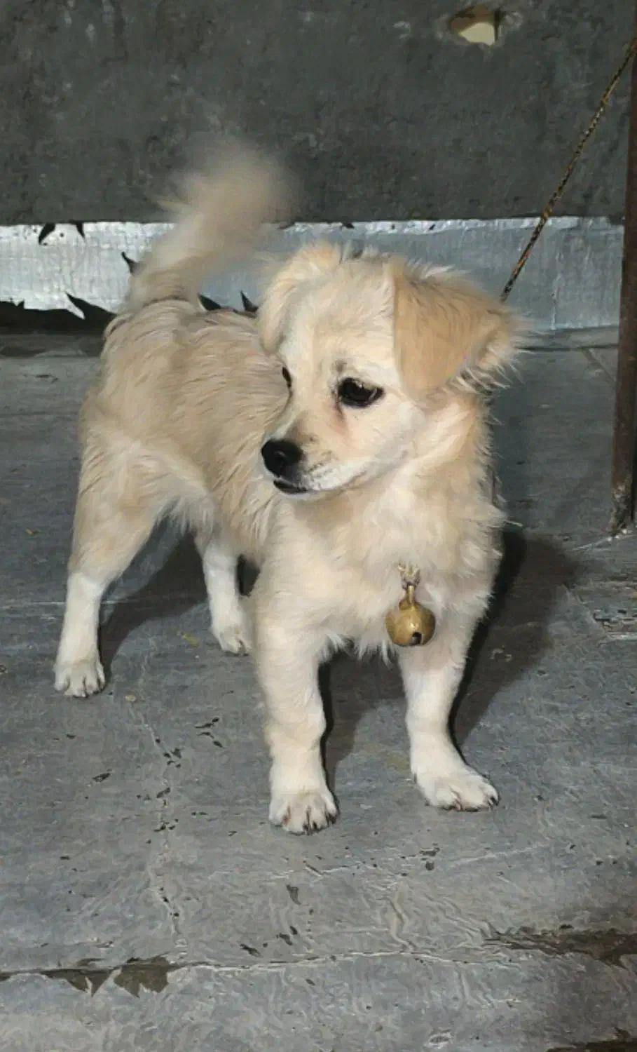 حیوان خانگی|سگ|خمینیشهر, |دیوار