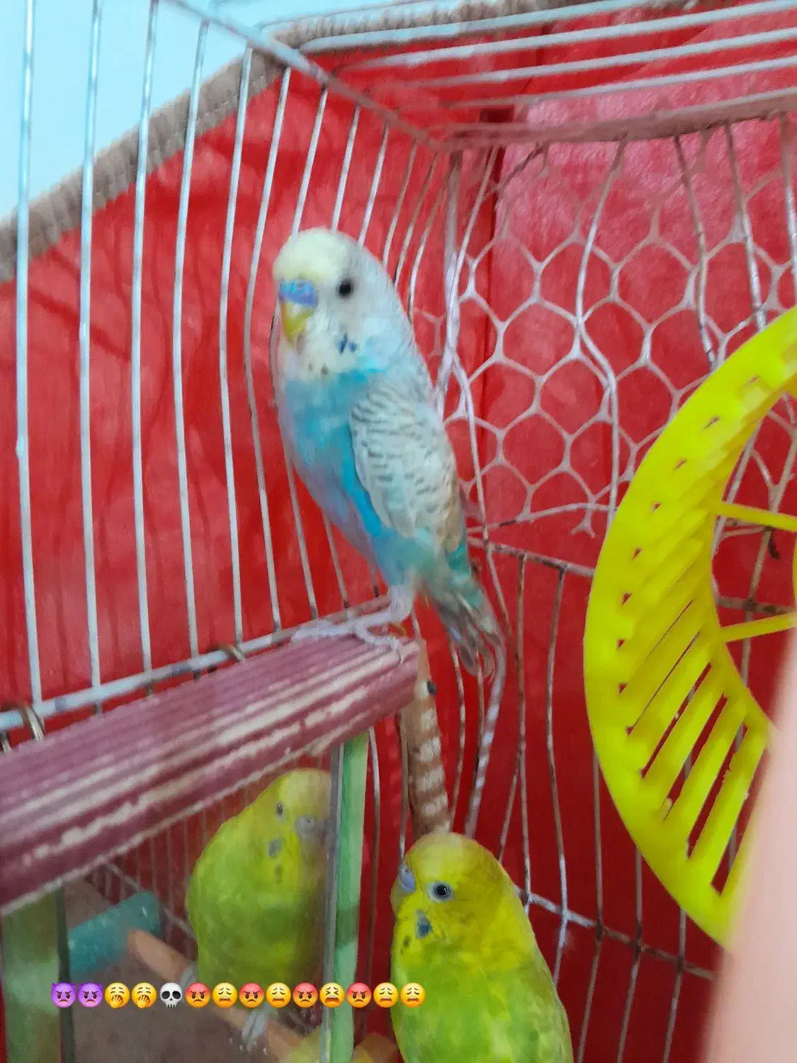 پرنده خانگی|پرنده|تربت جام, پاسداران|دیوار