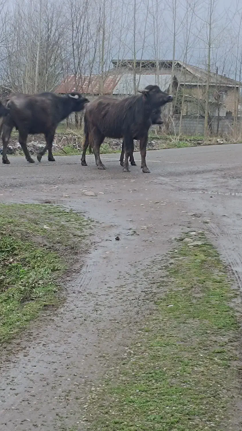 کود گاویی با قیمت توافقی|گل و گیاه طبیعی|شاندرمن, |دیوار