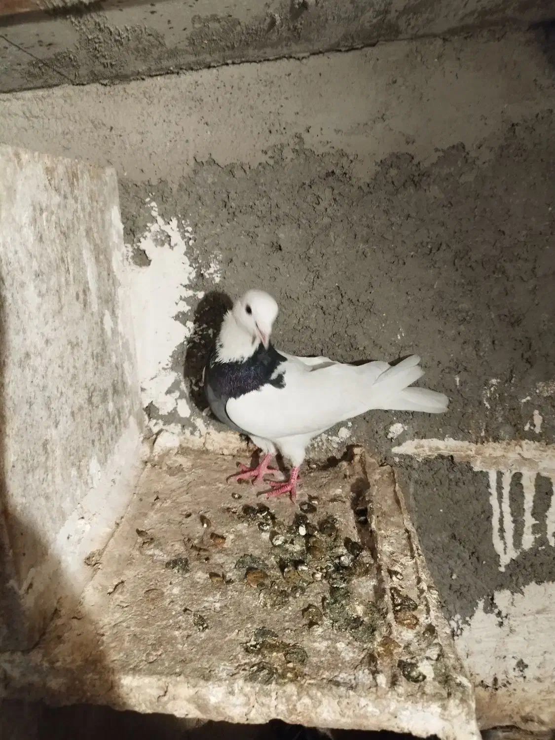 کفتر طوقی|پرنده|قرچک, داوود آباد|دیوار