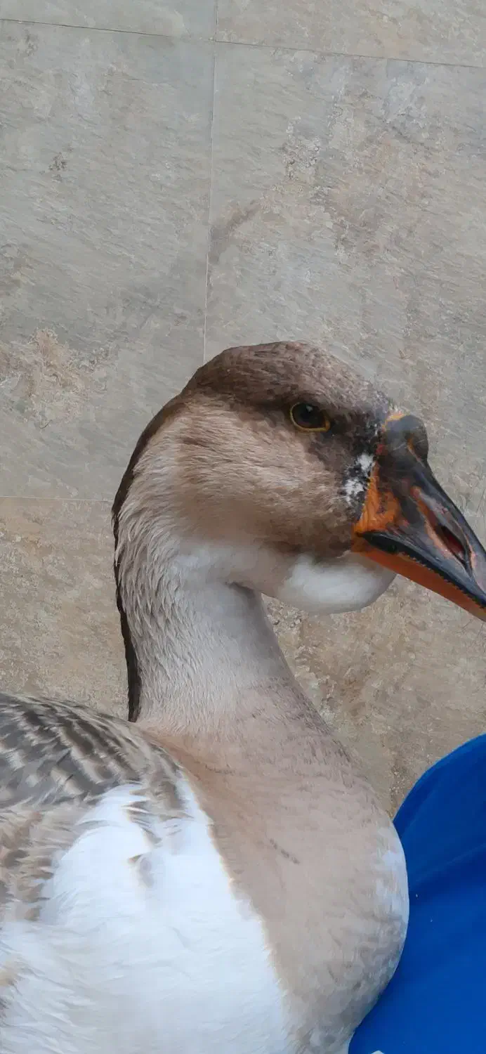 تخم نطفه دار قو افریقایی|حیوانات مزرعه|رشت, احمد گوراب|دیوار