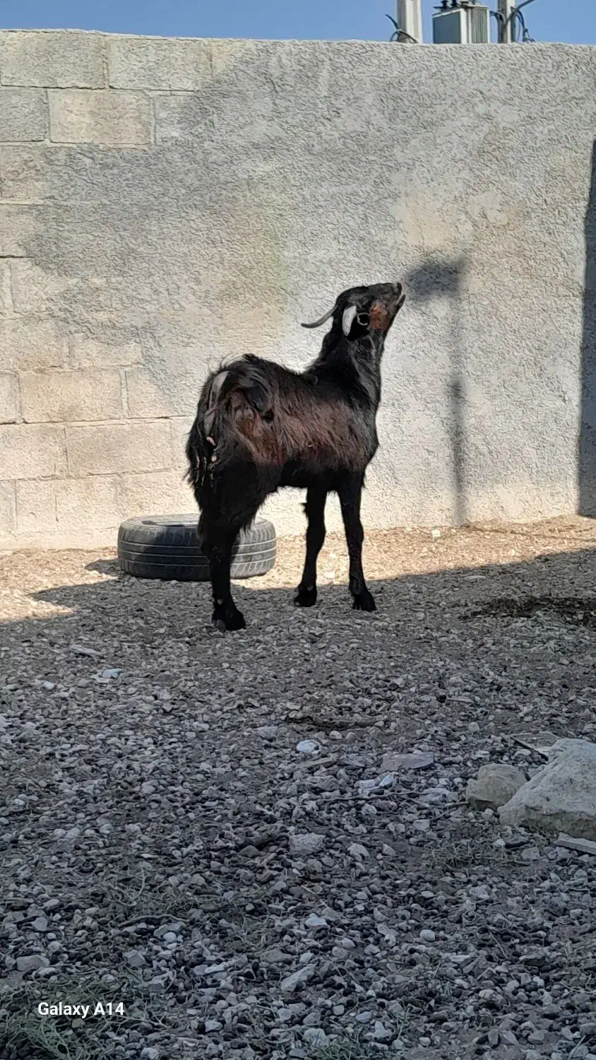 فروش کهره نر جوان|حیوانات مزرعه|لامرد, |دیوار