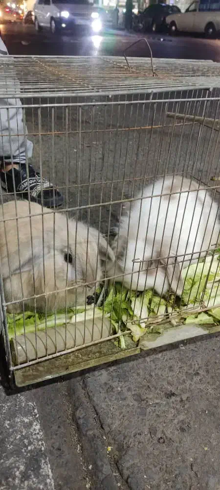 یک جفت خرگوش|موش و خرگوش|تهران, مسعودیه|دیوار