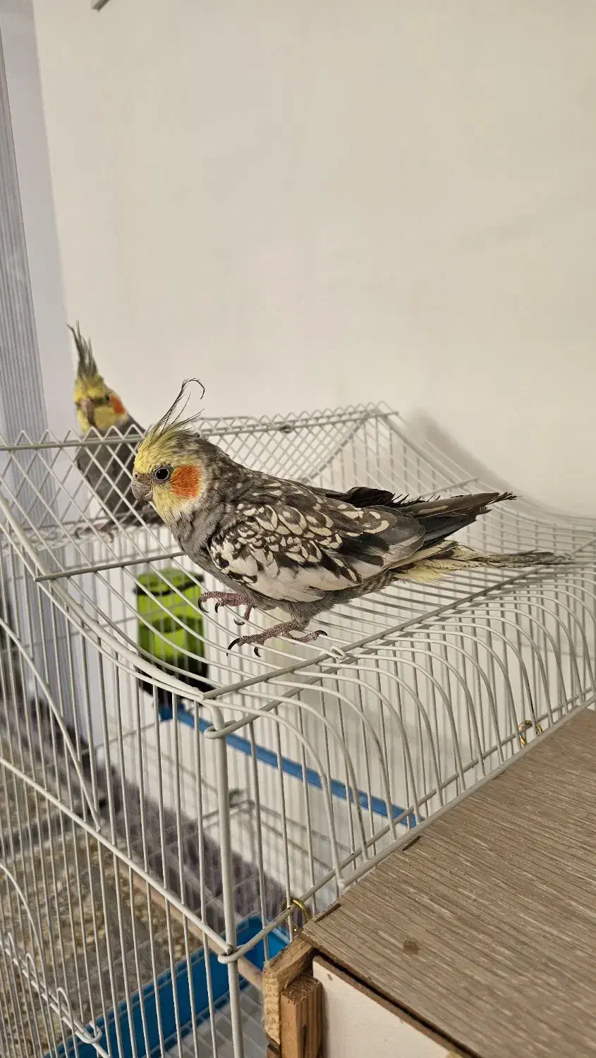 عروس هلندی|پرنده|پیرانشهر, |دیوار