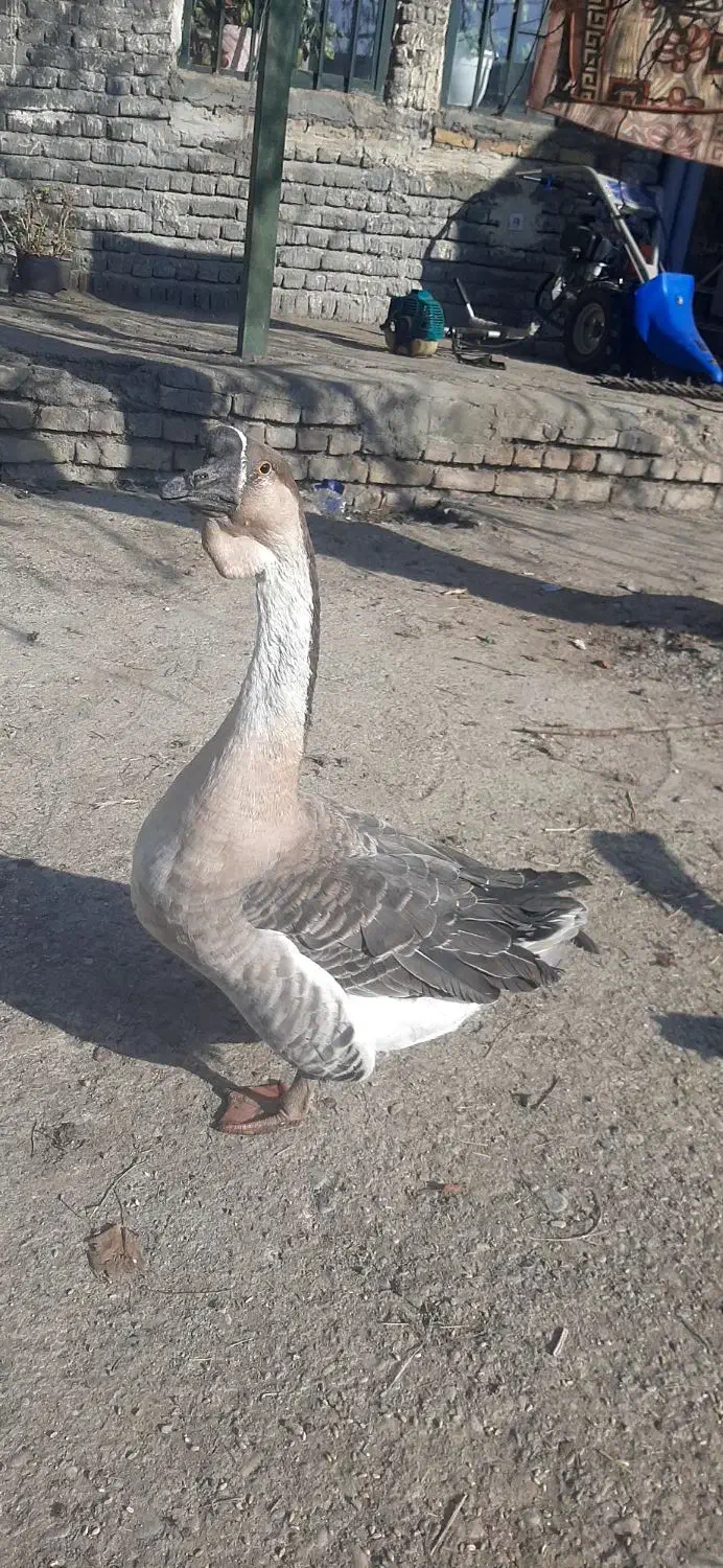 غاز نر|حیوانات مزرعه|ارومیه, |دیوار