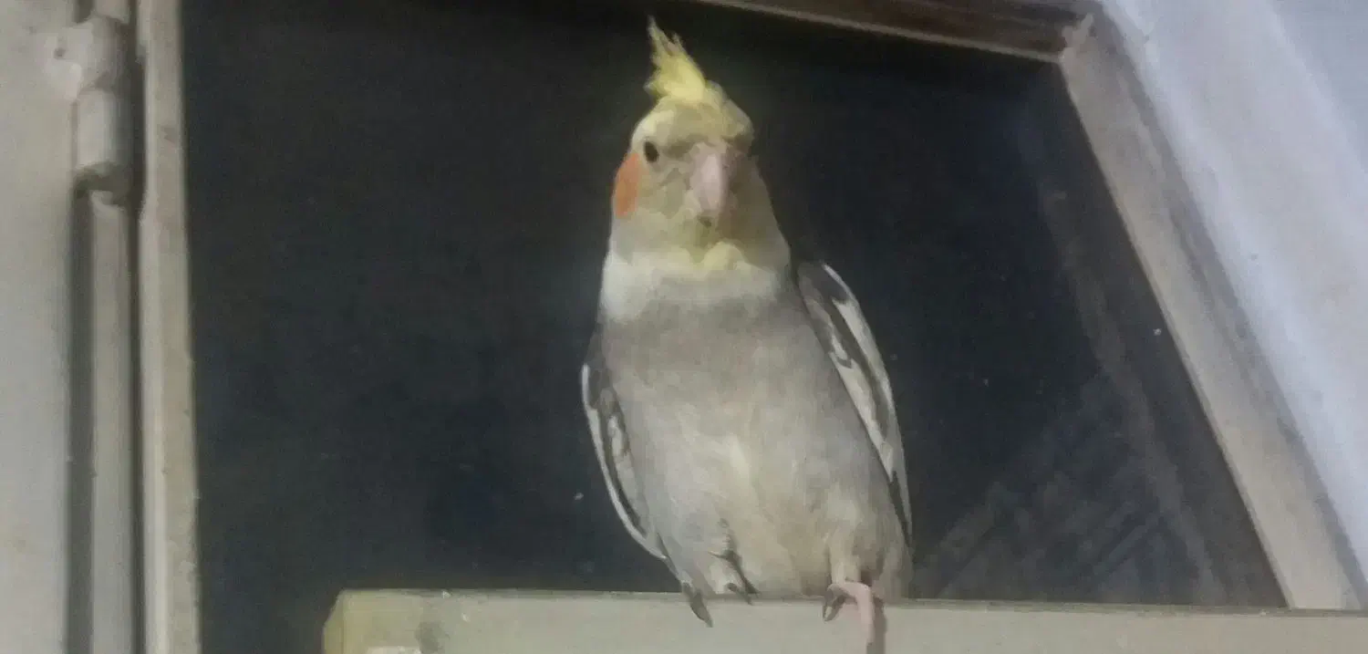 عروس هلندی|حیوانات|ماهدشت, |دیوار