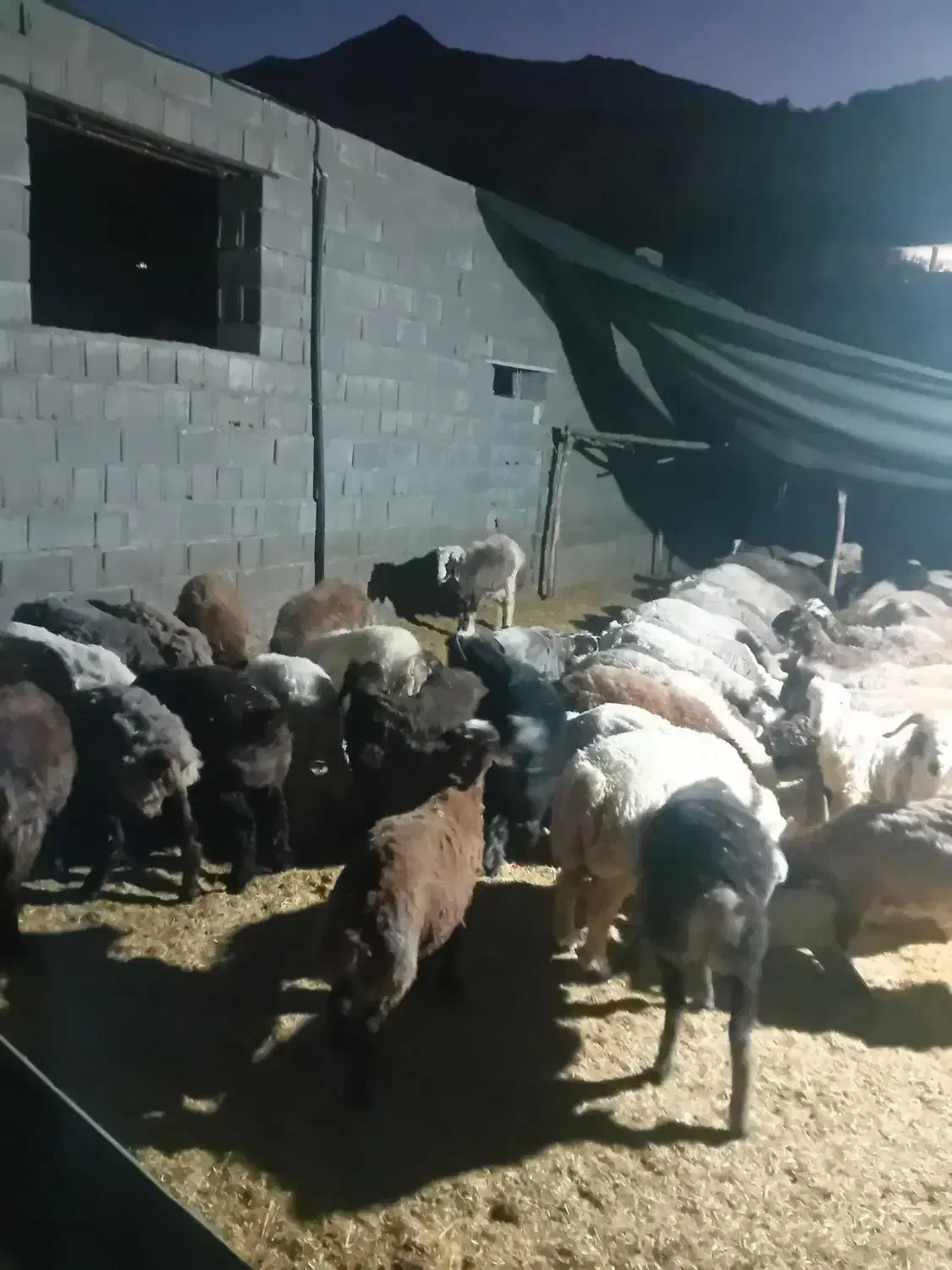 بره چاق ترکی|حیوانات مزرعه|آباده, |دیوار