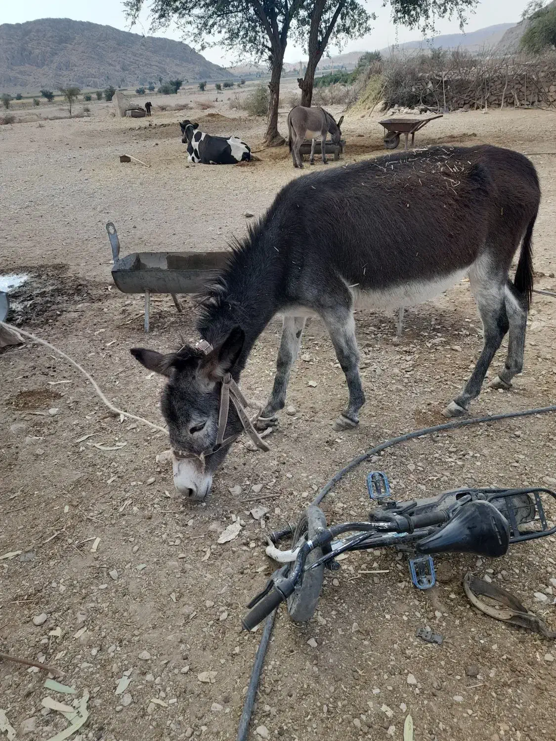 الاغ نر|حیوانات مزرعه|جره و بالاده, |دیوار