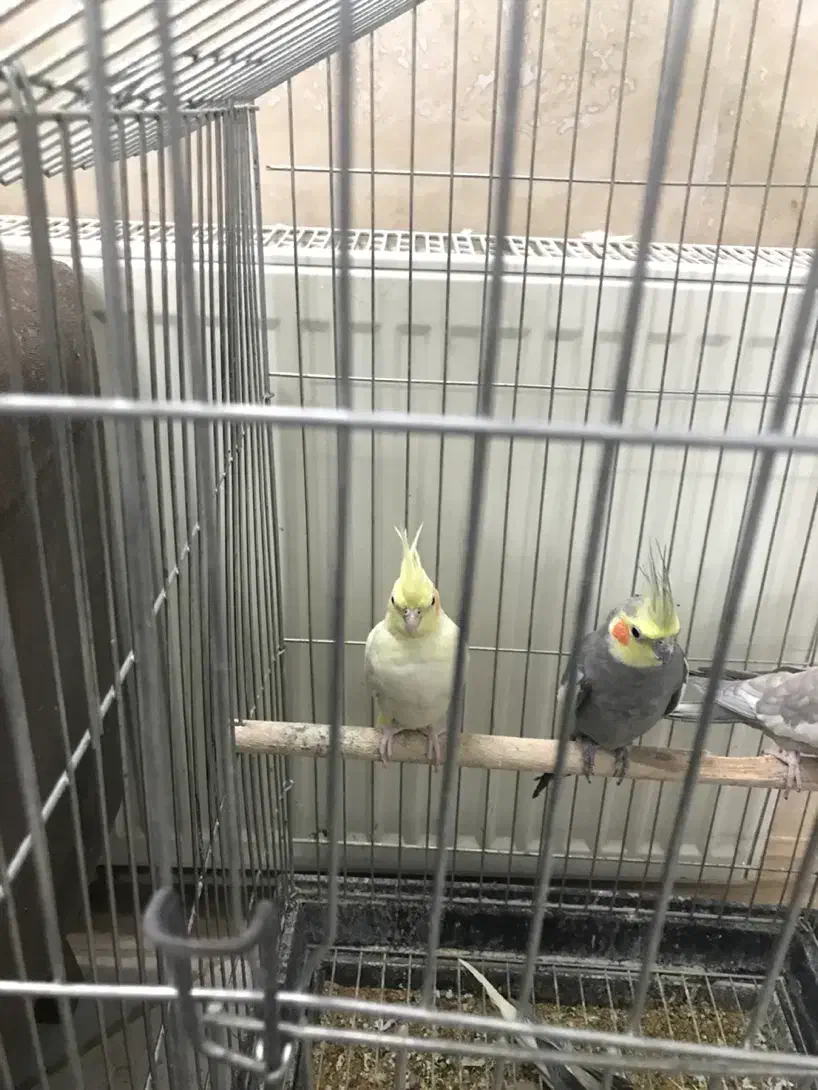 عروس هلندی جوان|پرنده|اردکان, |دیوار