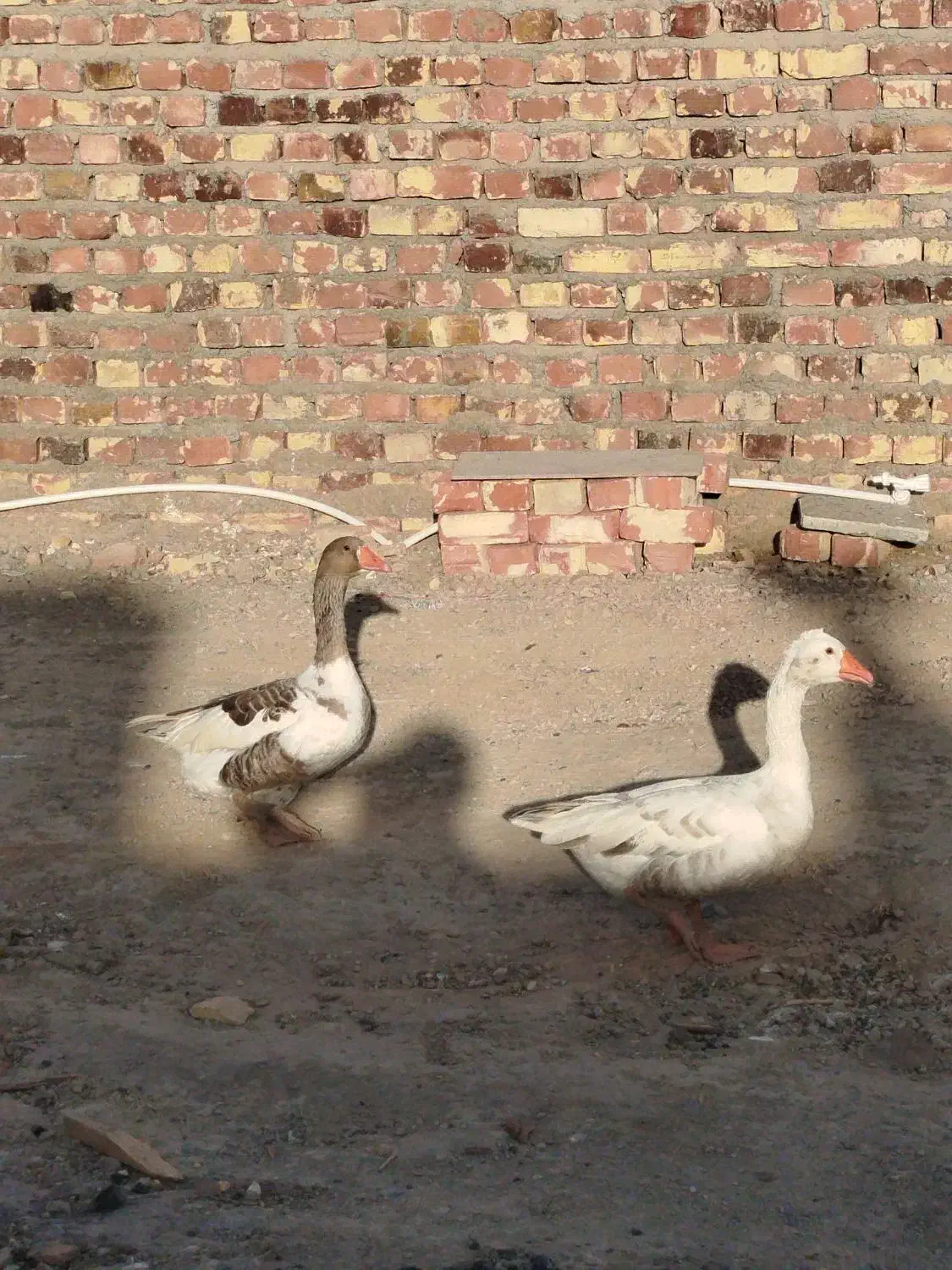 3تا بط صحیح و سالم با ضمانت تخم گذاری|حیوانات مزرعه|زابل, |دیوار